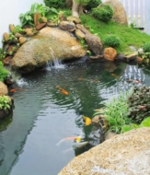 HỒ CAKOI SÂN VƯỜNG